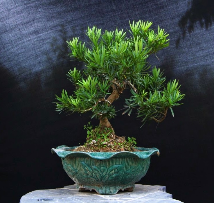 Cây tùng La hán bonsai