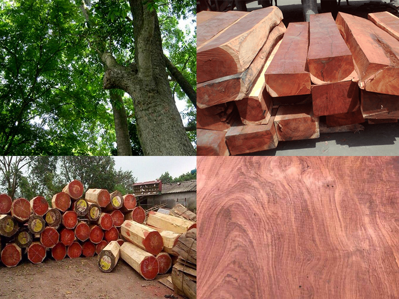 gỗ hương đá nhập khẩu