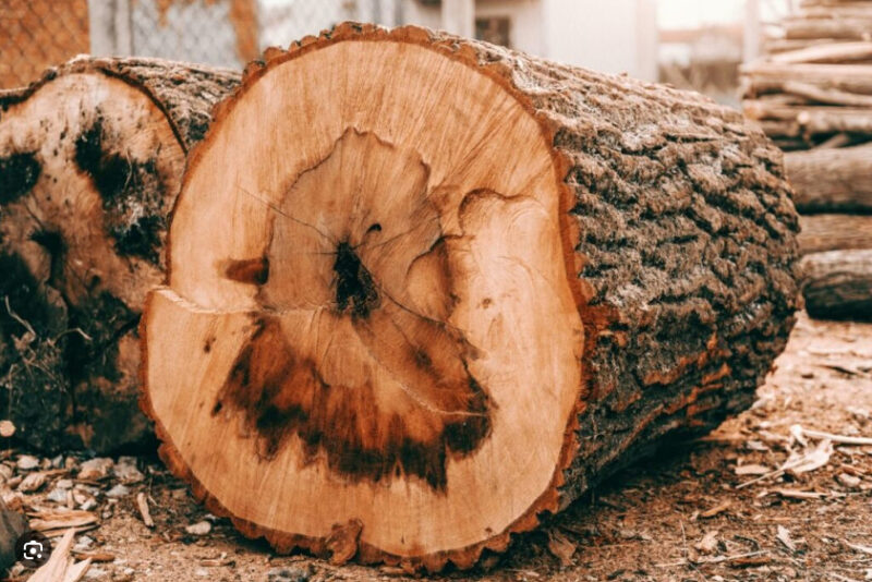 Thân cây gỗ Sồi Nga được khai thác